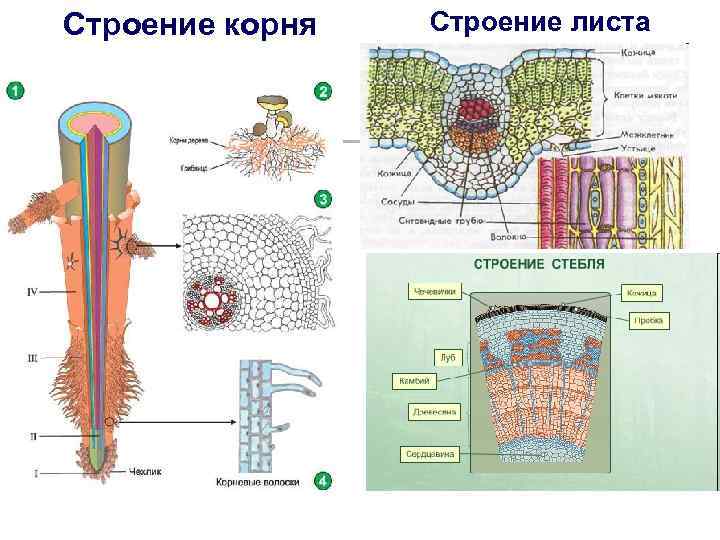 Строение корня Строение листа 