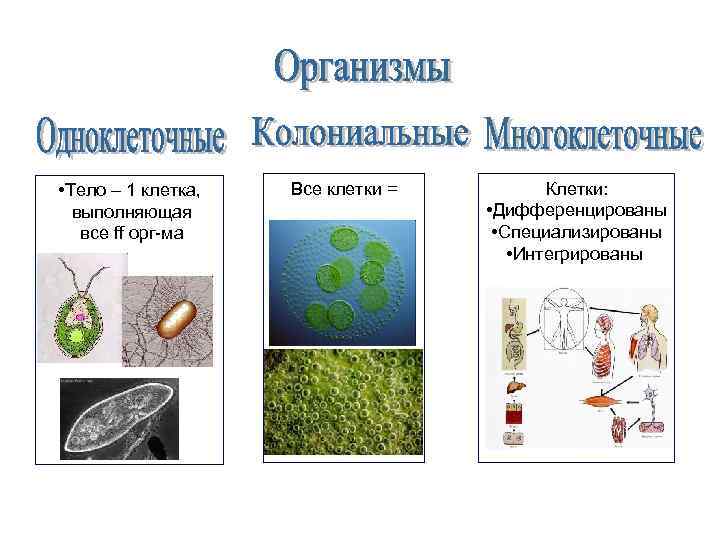 • Тело – 1 клетка, выполняющая все ff орг-ма Все клетки = Клетки: