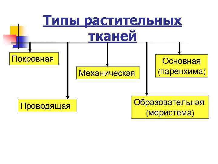 Типы растительных тканей Покровная Механическая Проводящая Основная (паренхима) Образовательная (меристема) 