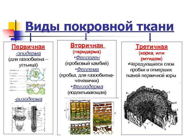 Виды покровной ткани Первичная -эпидерма (для газообмена – устьица) Вторичная (перидерма) • Феллоген (пробковый