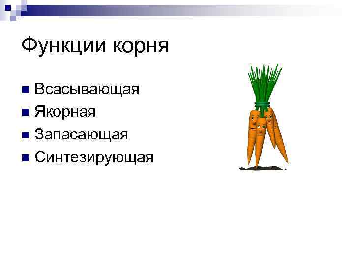 Функции корня Всасывающая n Якорная n Запасающая n Синтезирующая n 