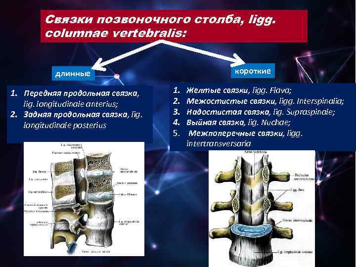 Связки позвоночного столба, ligg. columnae vertebralis: короткие длинные 1. Передняя продольная связка, lig. longitudinale