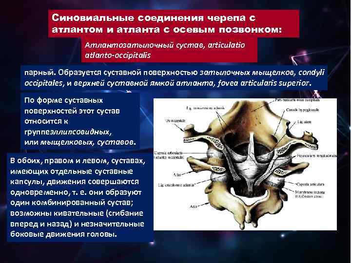 Синовиальные соединения черепа с атлантом и атланта с осевым позвонком: Атлантозатылочный сустав, articulatio atlanto-occipitalis