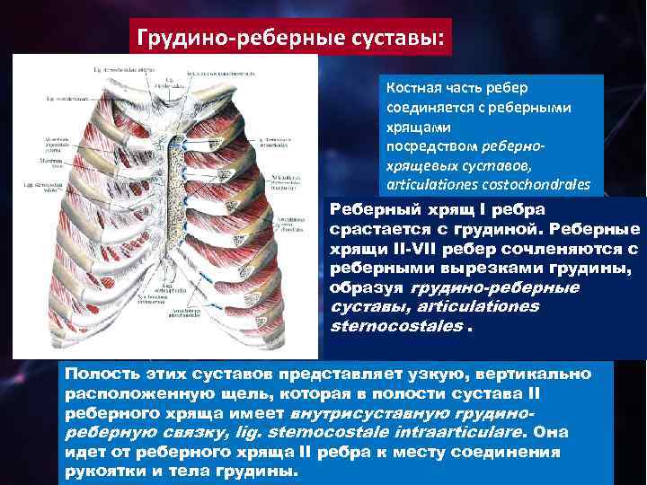 Грудино реберный сустав. Грудино реберный сустав 2 ребра. Реберно грудинный сустав характеристика. II-VII ребра соединяются с грудиной. Грудино реберный сустав анатомия.