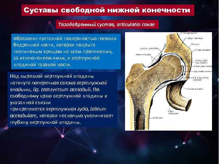 Суставы свободной нижней конечности Тазобедренный сустав, articulatio coxae образован суставной поверхностью головки бедренной кости,