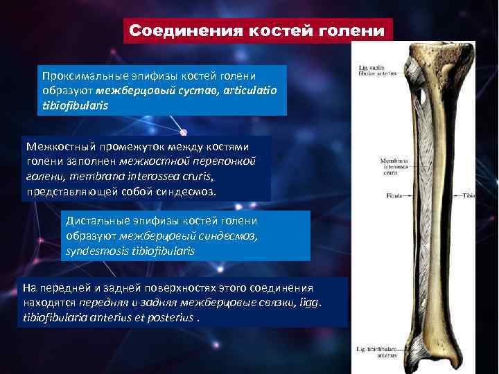 Соединения костей голени Проксимальные эпифизы костей голени образуют межберцовый сустав, articulatio tibiofibularis Межкостный промежуток
