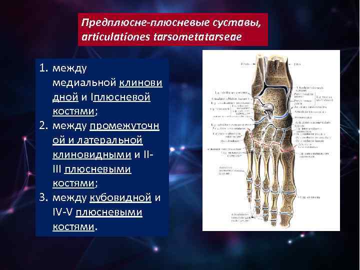 Предплюсне-плюсневые суставы, articulationes tarsometatarseae 1. между медиальной клинови дной и Iплюсневой костями; 2. между