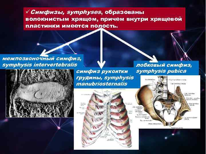 üСимфизы, symphyses, образованы волокнистым хрящом, причем внутри хрящевой пластинки имеется полость. межпозвоночный симфиз, symphysis