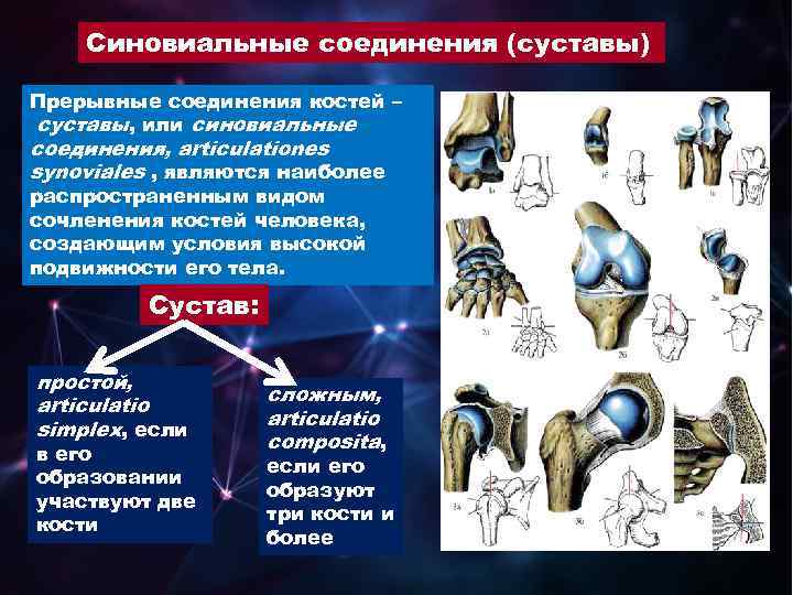 Синовиальные соединения (суставы) Прерывные соединения костей – суставы, или синовиальные соединения, articulationes synoviales ,