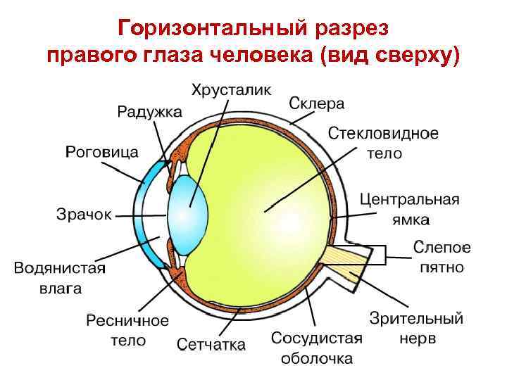 Горизонтальный разрез правого глаза человека (вид сверху) 