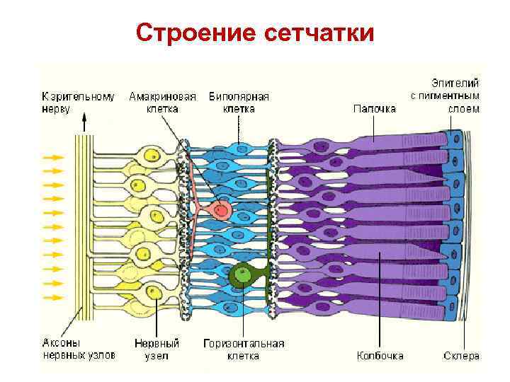 Строение сетчатки 