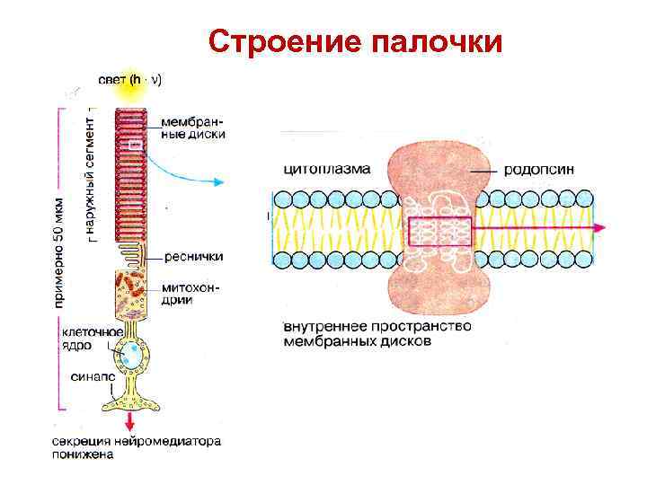 Строение палочки 