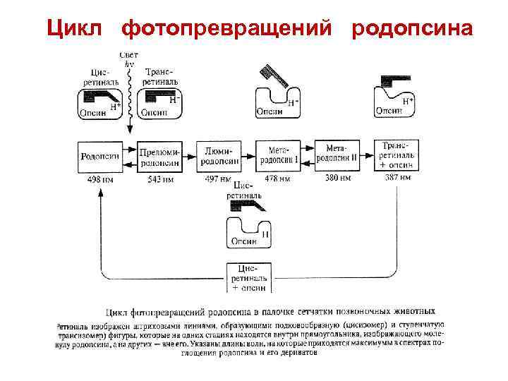 Цикл фотопревращений родопсина 