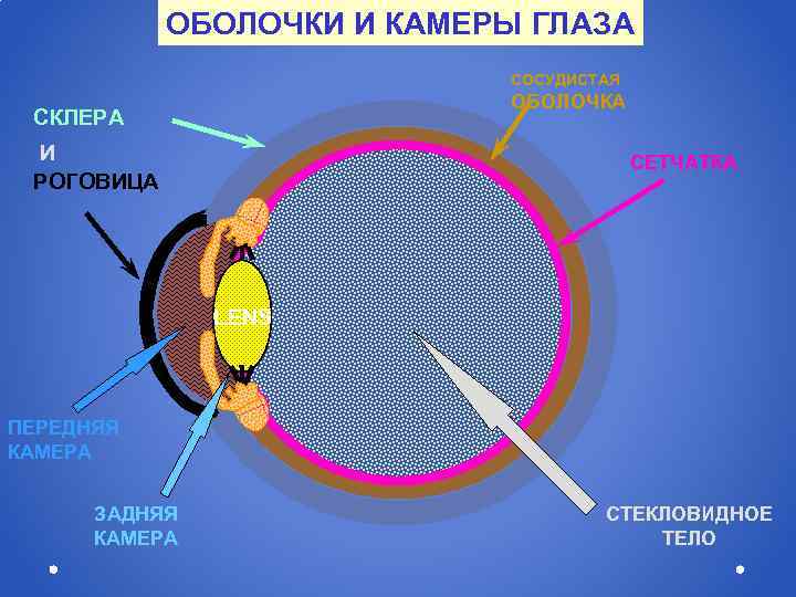 Передняя камера глаза на фото