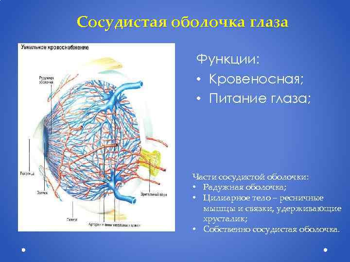 Сосудистая оболочка глаза Функции: • Кровеносная; • Питание глаза; Части сосудистой оболочки: • Радужная