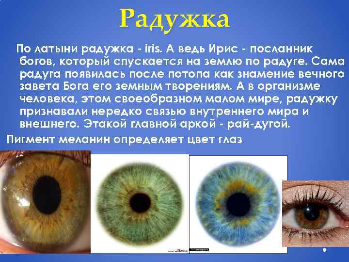 Радужка По латыни радужка - iris. А ведь Ирис - посланник богов, который спускается