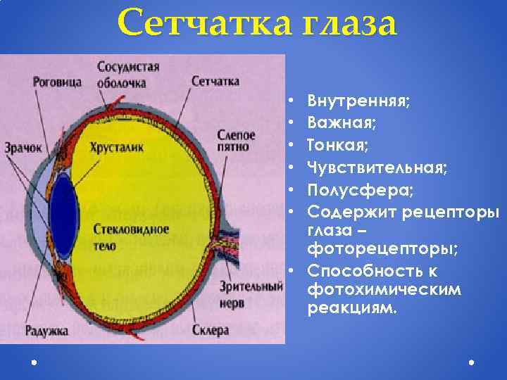 Сетчатка глаза Внутренняя; Важная; Тонкая; Чувствительная; Полусфера; Содержит рецепторы глаза – фоторецепторы; • Способность