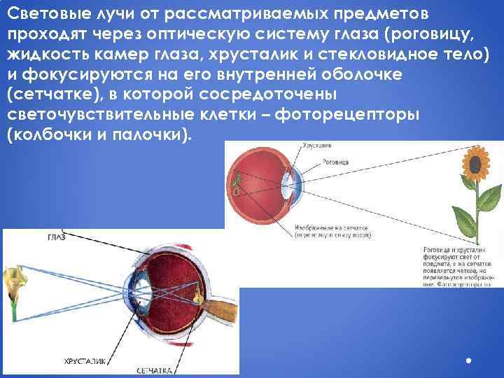 Световые лучи от рассматриваемых предметов проходят через оптическую систему глаза (роговицу, жидкость камер глаза,