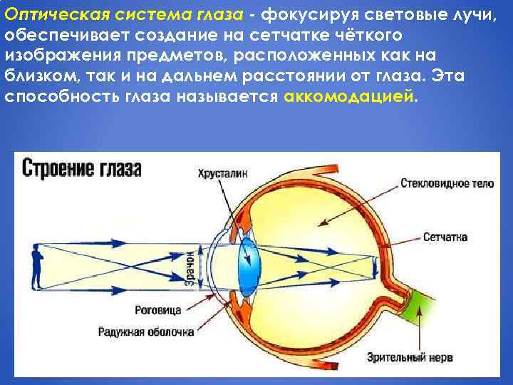 Оптическая система глаза - фокусируя световые лучи, обеспечивает создание на сетчатке чёткого изображения предметов,