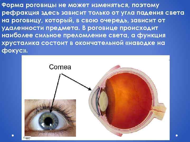 Форма роговицы не может изменяться, поэтому рефракция здесь зависит только от угла падения света
