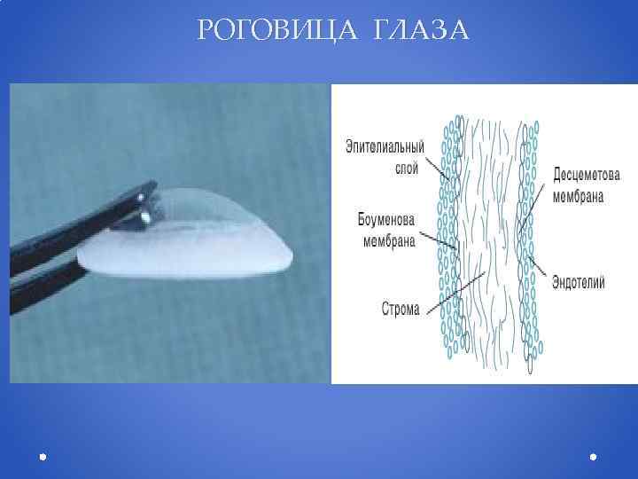 РОГОВИЦА ГЛАЗА 