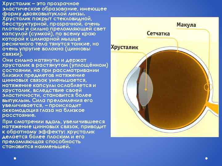 Хрусталик – это прозрачное эластическое образование, имеющее форму двояковыпуклой линзы. Хрусталик покрыт стекловидной, бесструктурной,