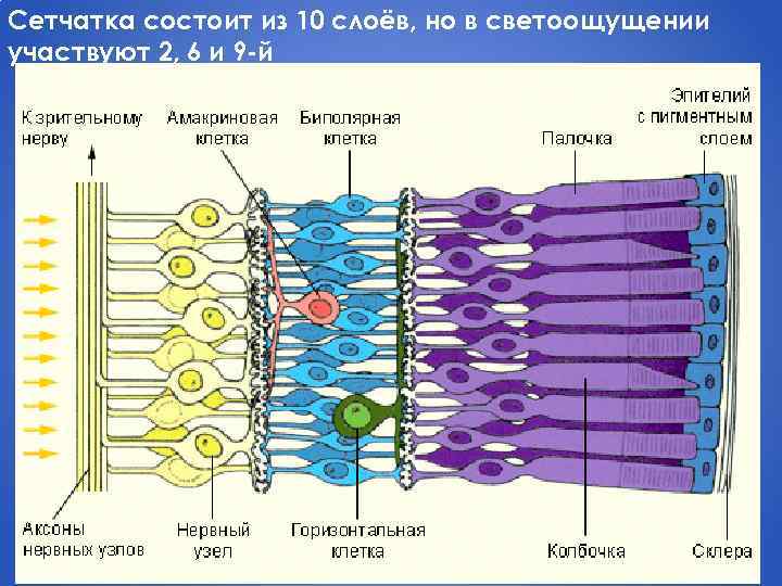 Сетчатка состоит из 10 слоёв, но в светоощущении участвуют 2, 6 и 9 -й