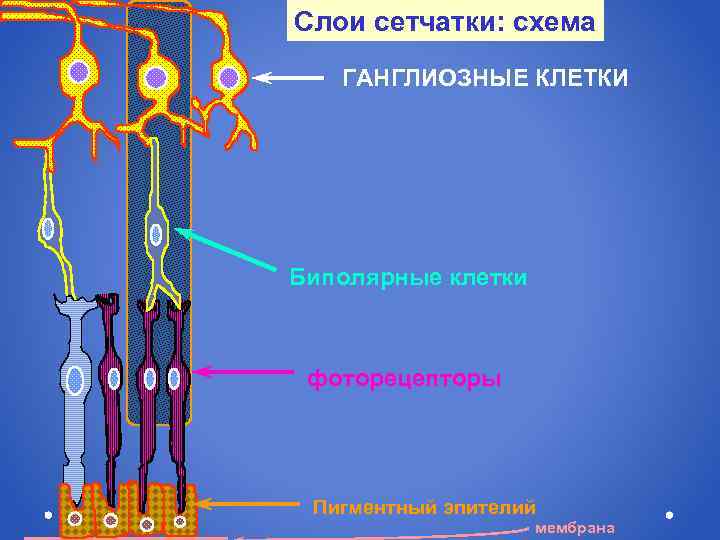 Слои сетчатки схема