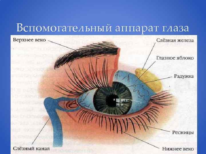 Вспомогательный аппарат глаза 