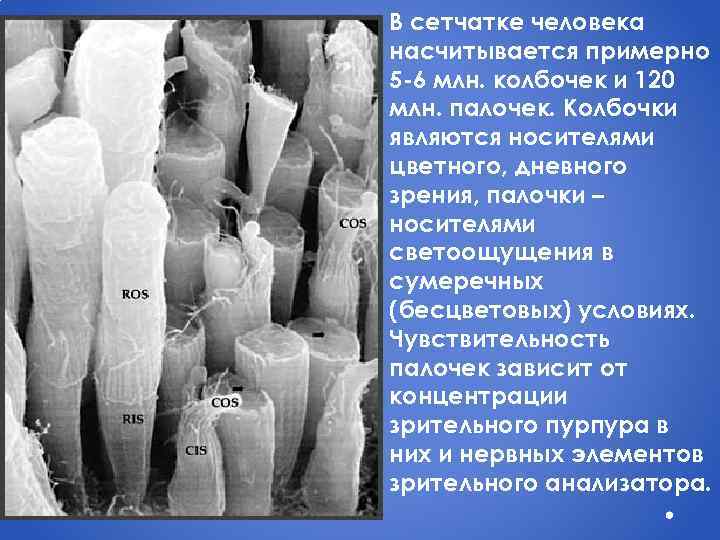 В сетчатке человека насчитывается примерно 5 -6 млн. колбочек и 120 млн. палочек. Колбочки