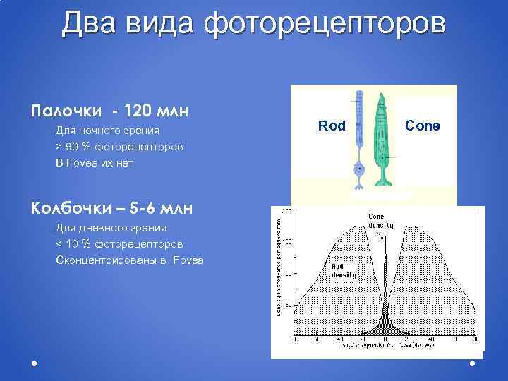 Два вида фоторецепторов Палочки - 120 млн Для ночного зрения > 90 % фоторецепторов