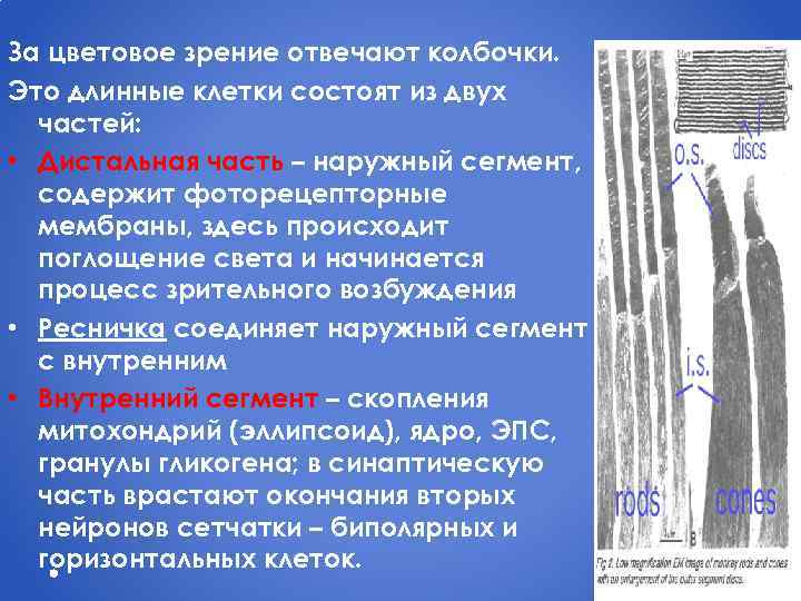 За цветовое зрение отвечают колбочки. Это длинные клетки состоят из двух частей: • Дистальная