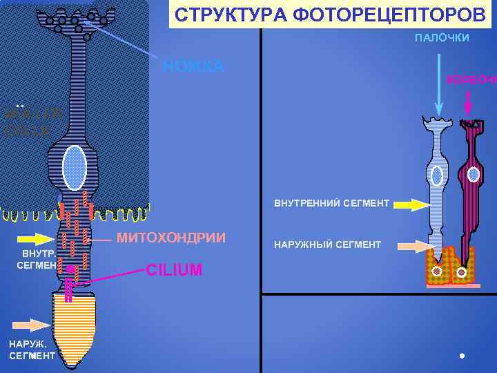 СТРУКТУРА ФОТОРЕЦЕПТОРОВ ПАЛОЧКИ НОЖКА КОЛБОЧК : MULLER CELLS ВНУТРЕННИЙ СЕГМЕНТ МИТОХОНДРИИ ВНУТР. СЕГМЕНТ НАРУЖ.