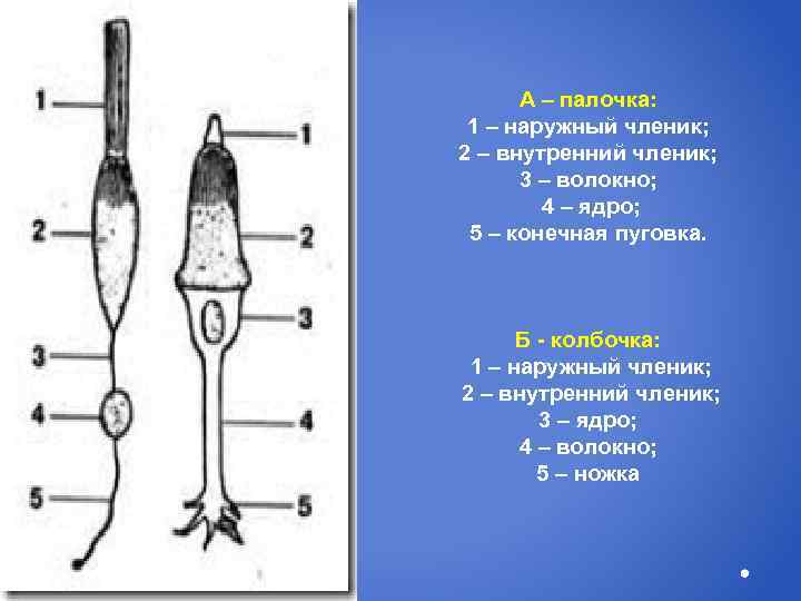 А – палочка: 1 – наружный членик; 2 – внутренний членик; 3 – волокно;