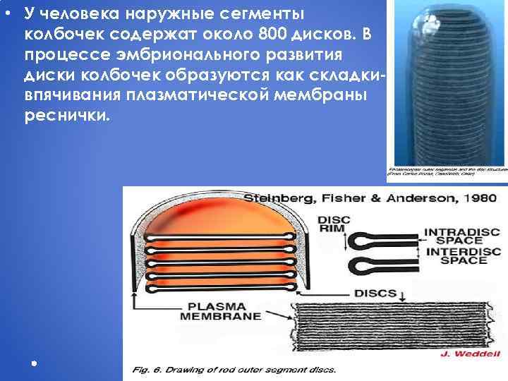  • У человека наружные сегменты колбочек содержат около 800 дисков. В процессе эмбрионального