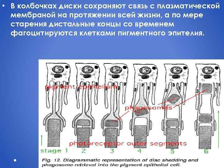  • В колбочках диски сохраняют связь с плазматической мембраной на протяжении всей жизни,
