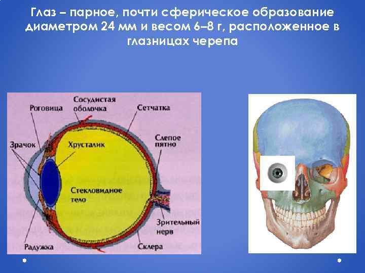 Глаз – парное, почти сферическое образование диаметром 24 мм и весом 6– 8 г,