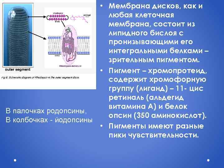  • Мембрана дисков, как и любая клеточная мембрана, состоит из липидного бислоя с