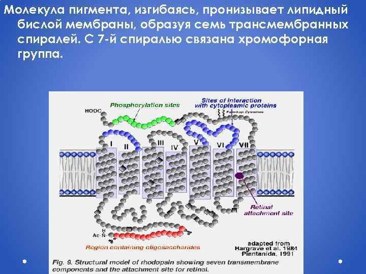 Молекула пигмента, изгибаясь, пронизывает липидный бислой мембраны, образуя семь трансмембранных спиралей. С 7 -й