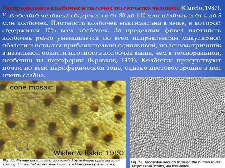 Распределение колбочек и палочек по сетчатке человека (Curcio, 1987). У взрослого человека содержится от