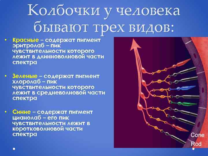 Колбочки у человека бывают трех видов: • Красные – содержат пигмент эритролаб – пик