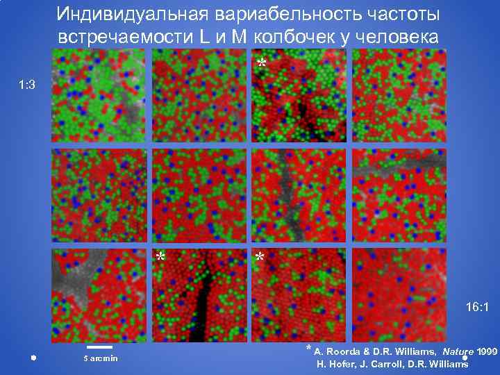 Индивидуальная вариабельность частоты встречаемости L и M колбочек у человека * 1: 3 *