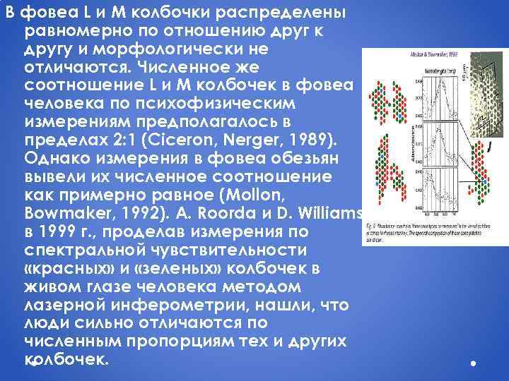 В фовеа L и M колбочки распределены равномерно по отношению друг к другу и