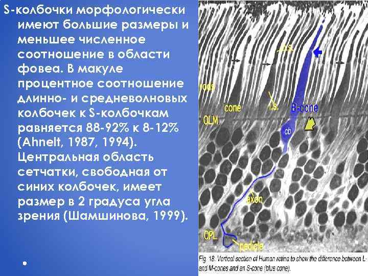 S-колбочки морфологически имеют большие размеры и меньшее численное соотношение в области фовеа. В макуле