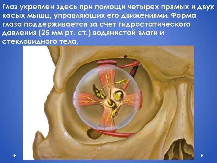 Глаз укреплен здесь при помощи четырех прямых и двух косых мышц, управляющих его движениями.