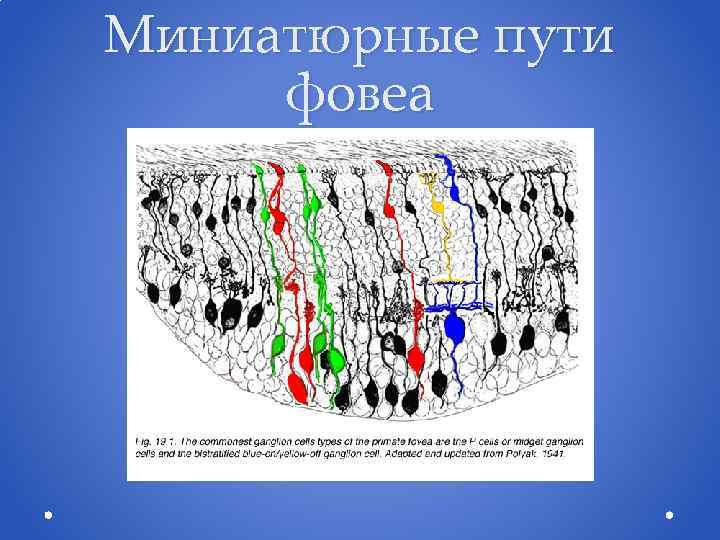 Миниатюрные пути фовеа 