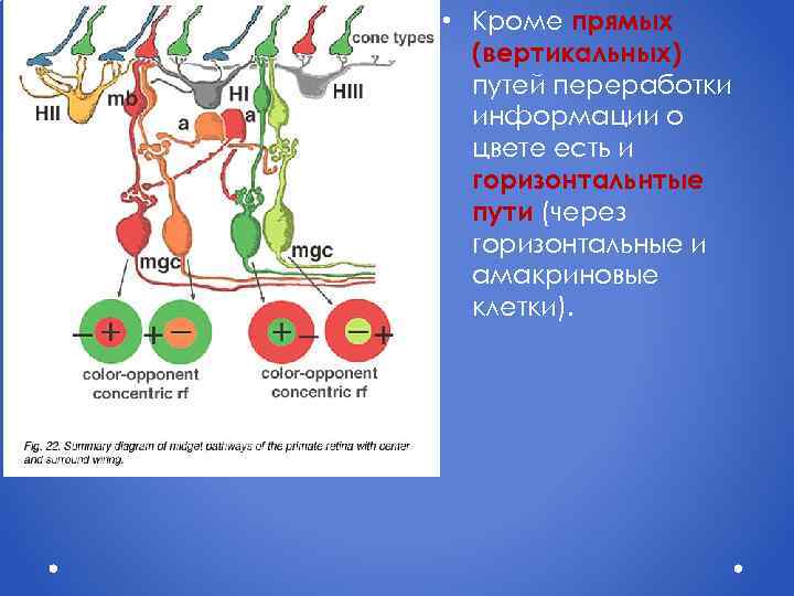  • Кроме прямых (вертикальных) путей переработки информации о цвете есть и горизонтальнтые пути