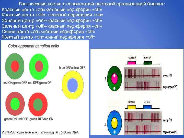 Ганглиозные клетки с оппонентной цветовой организацией бывают: Красный центр «on» -зеленый периферия «off» Красный