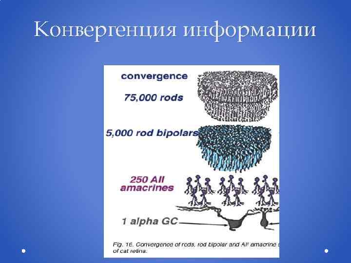 Конвергенция информации 