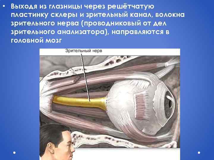  • Выходя из глазницы через решётчатую пластинку склеры и зрительный канал, волокна зрительного
